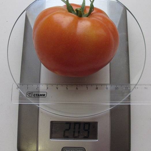 Катрина блестящая и урожайная: как вырастить неприхотливый томат. подробное описание и рекомендации