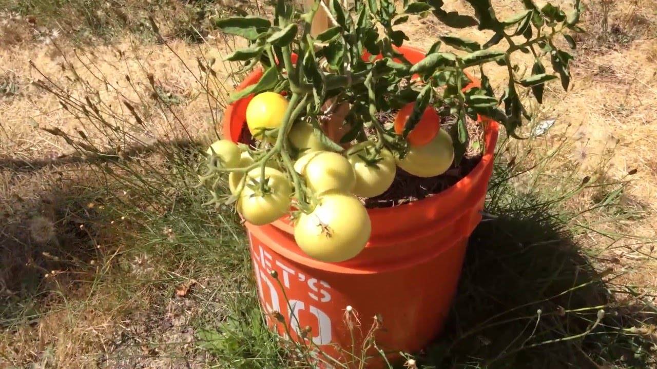 Особенности выращивания помидор в ведрах: обильный и вкусный урожай необычным способом