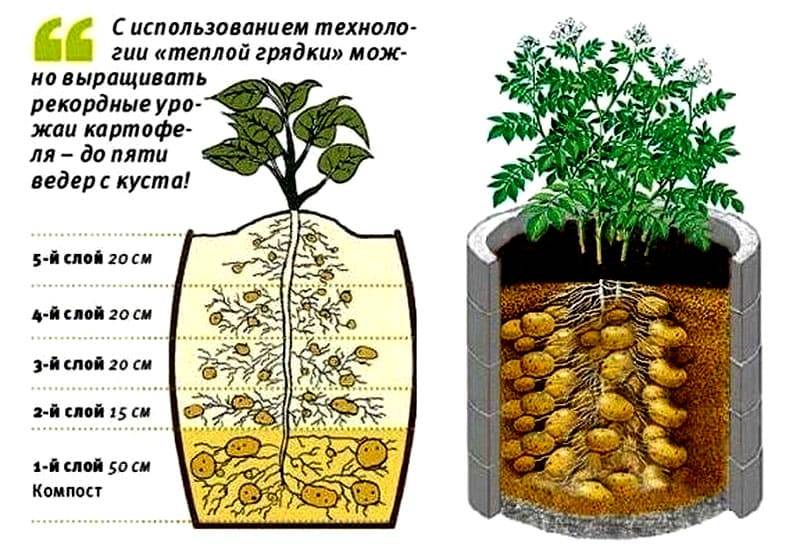 Правильная посадка и выращивание картошки по методу кизимы | топ сад