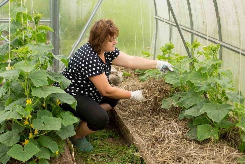 Выращивание огурцов в теплице из поликарбоната: как посадить и ухаживать