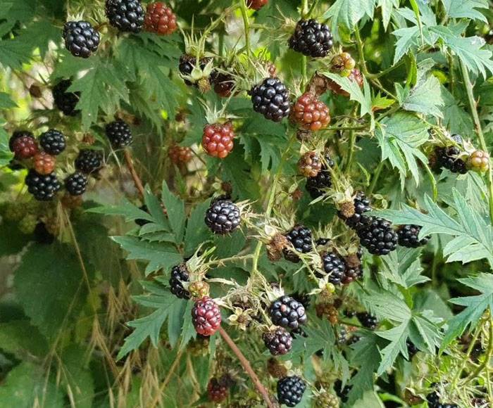 Сорт бесшипной ежевики торнлесс эвергрин (blackberry thornless evergreen) : описание сорта, фото отзывы садоводов