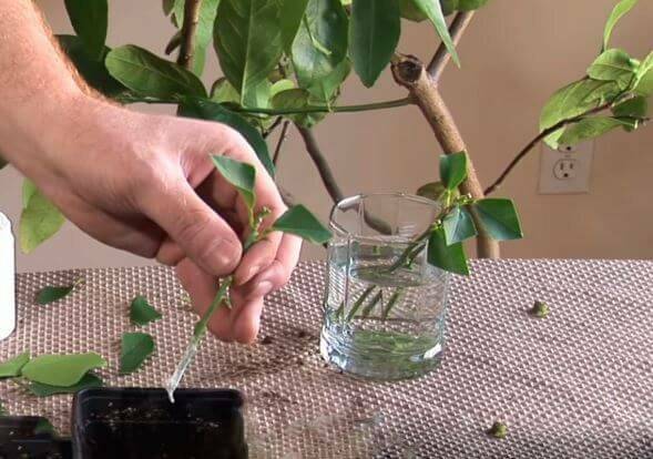 Как размножить и укоренить черенки лимона в домашних условиях, правила выращивания
