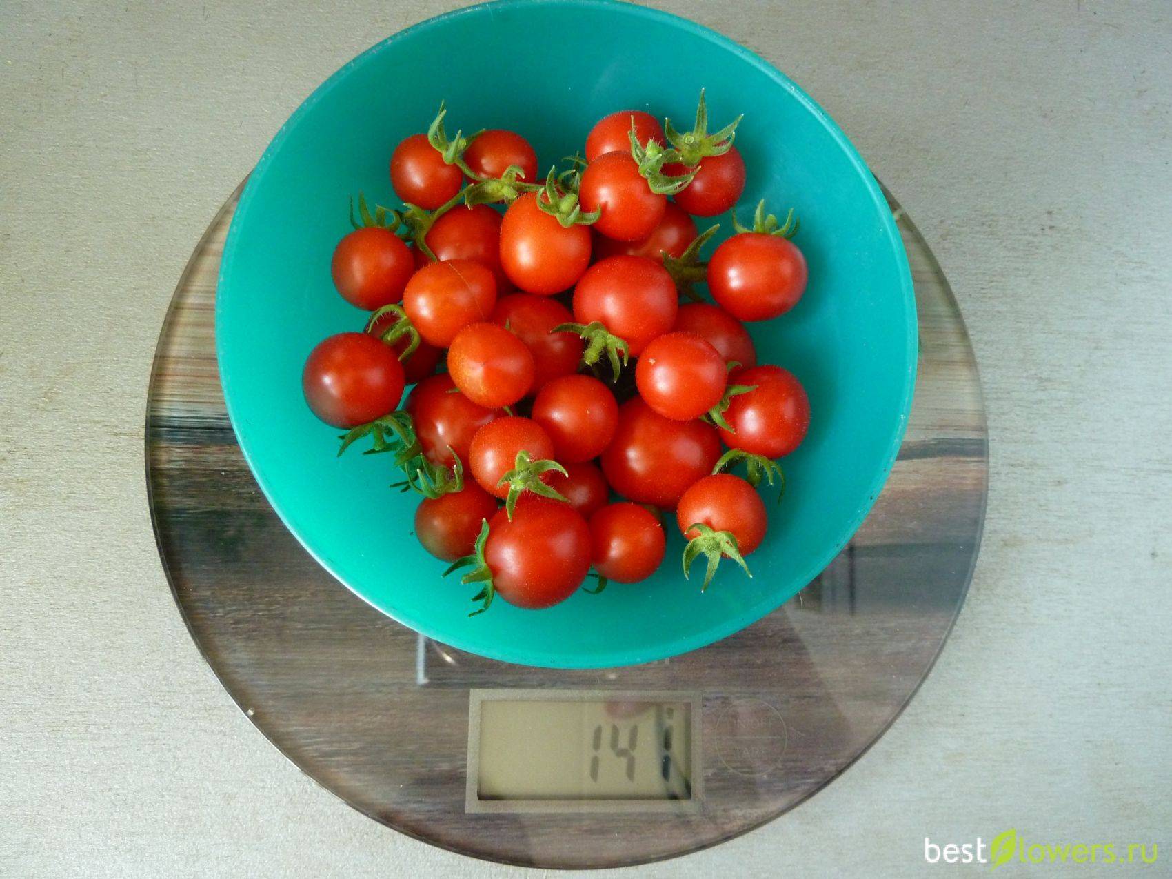 Как вырастить помидоры бонсай на балконе или на подоконнике
