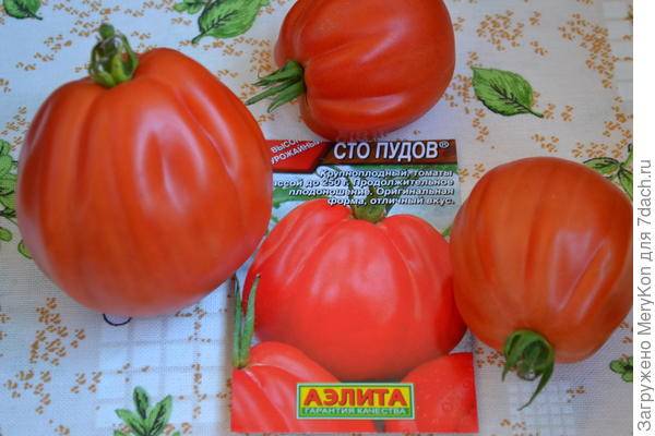 «сто пудов» — мнения огородников о сорте томата