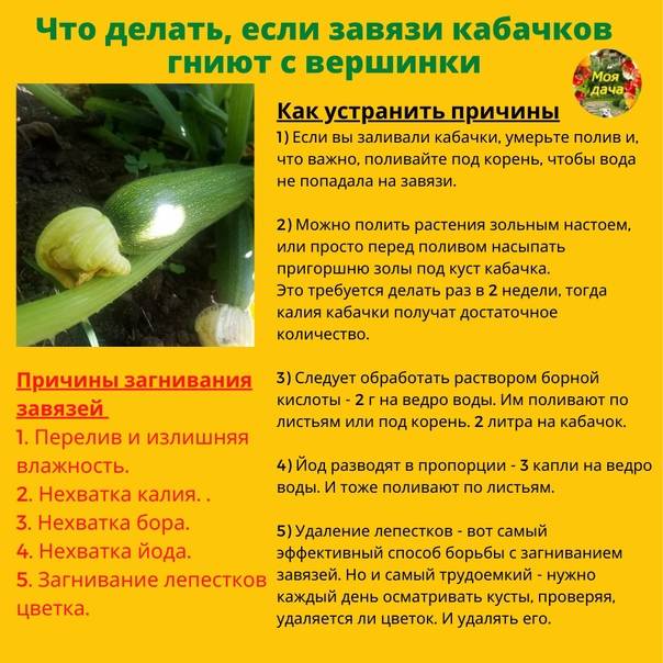 Уход за кабачками в открытом грунте в августе: рекомендации selo.guru — интернет портал о сельском хозяйстве