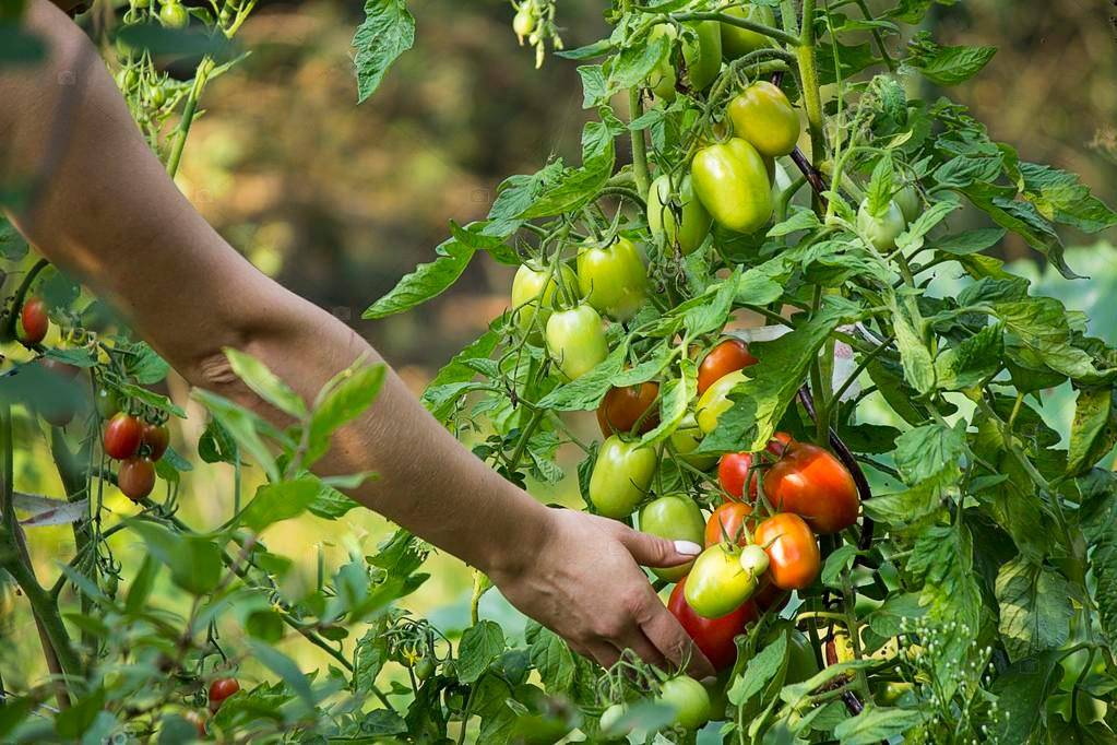 Собираем небывалые урожаи с томатом гусиное яйцо — описание сорта и особенности выращивания