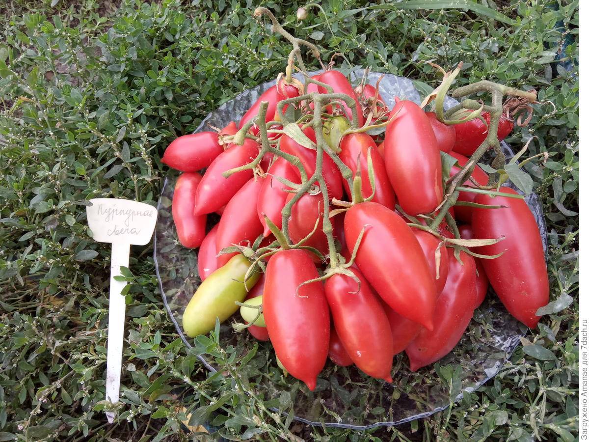 Семена: томат пурпурное утро /purple sunrise/. томат, семена овощей. , , . продажа и доставка по краснодару и россии.