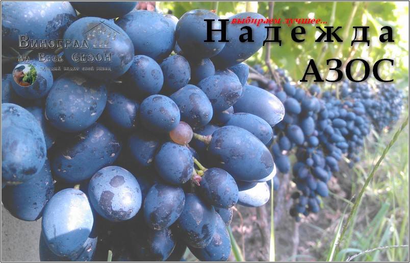 Виноград надежда азос - мир винограда - сайт для виноградарей и виноделов