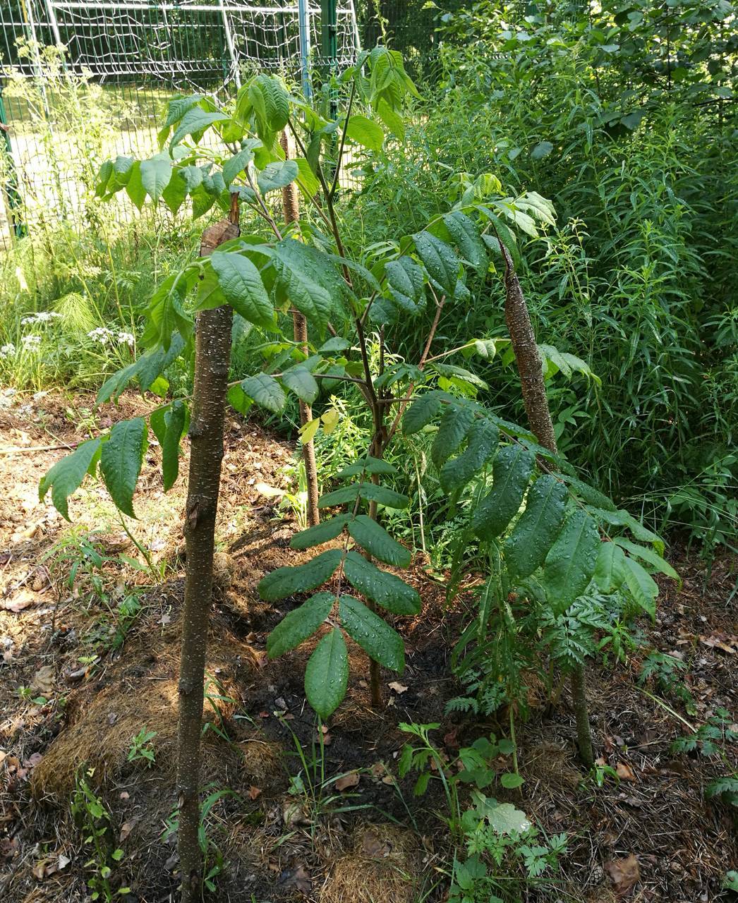 Орех маньчжурский: посадка и уход, выращивание из семян и саженцев