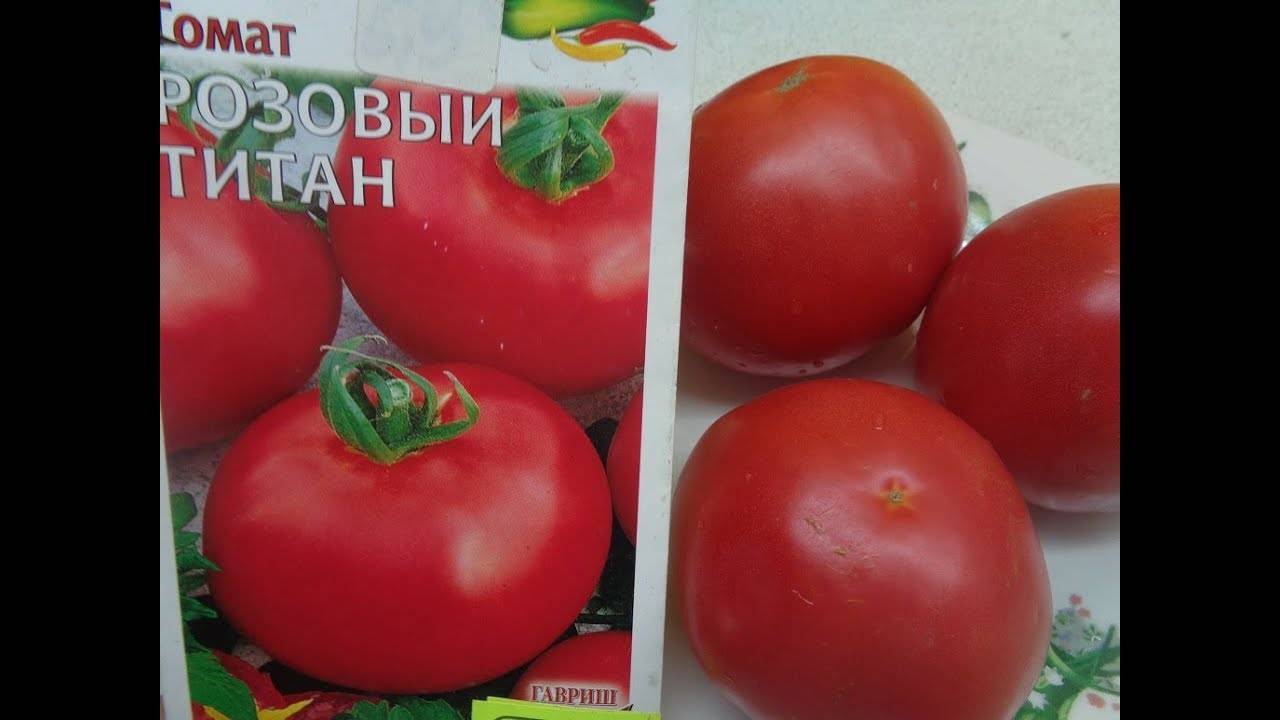 Томат титан: описание сорта помидоров, их фото, отзывы дачников о выращивании этого вида и его розового подвида