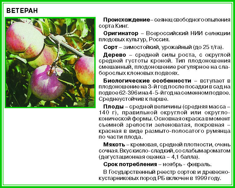 Яблоня веньяминовское: описание и характеристика сорта