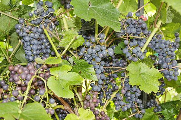 Виноград зилга: описание сорта, фото, отзывы, характеристика и правила выращивания