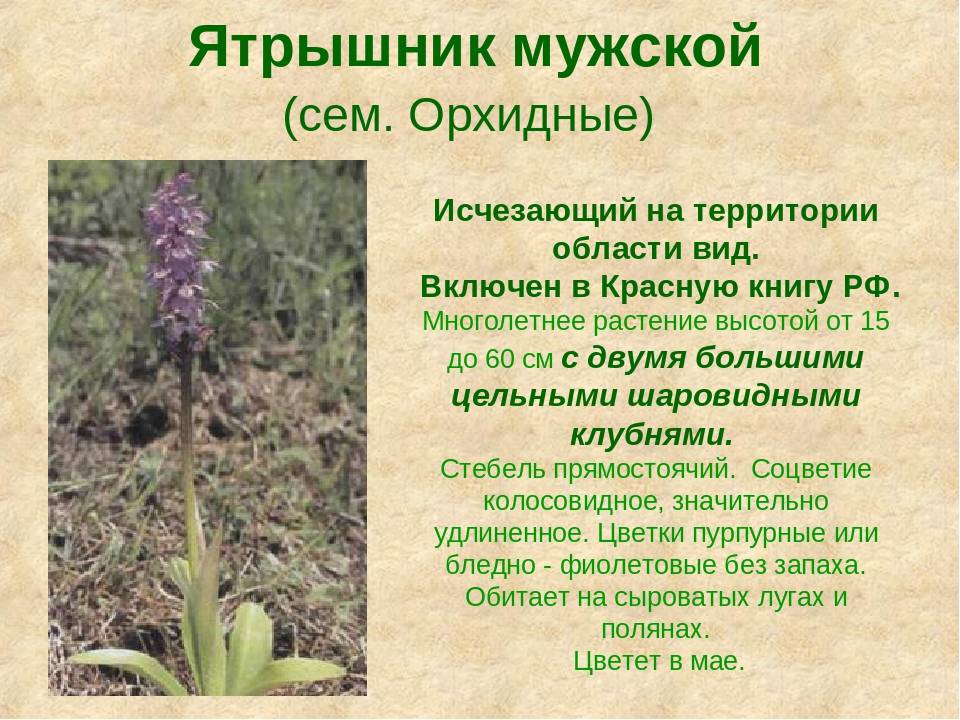 Ятрышник фото растения и описание где растет