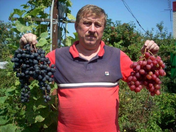 Виноград "рубиновый юбилей": описание сорта, фото, отзывы