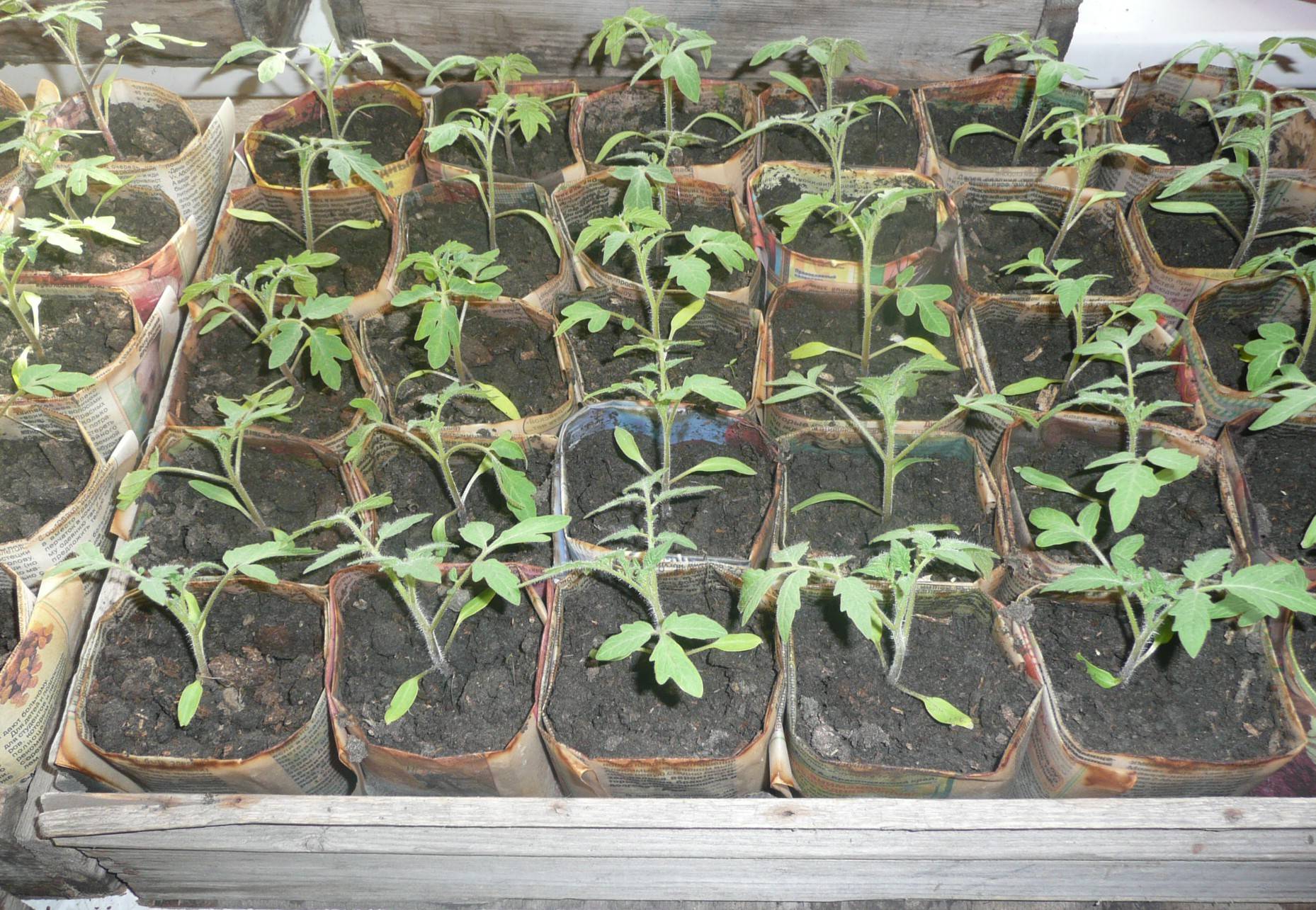 Рассада томатов: выращивание без пикировки