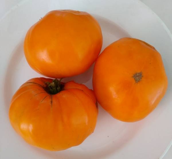 Граф томат! - дачные дневники 2015 - tomat-pomidor.com - форум
