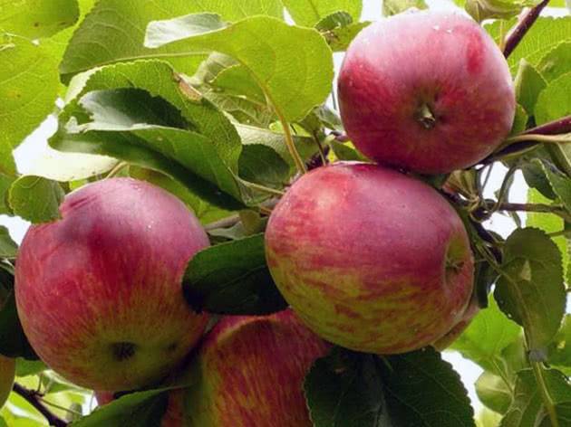 Сорт яблони осеннее полосатое: фото и описание, отзывы