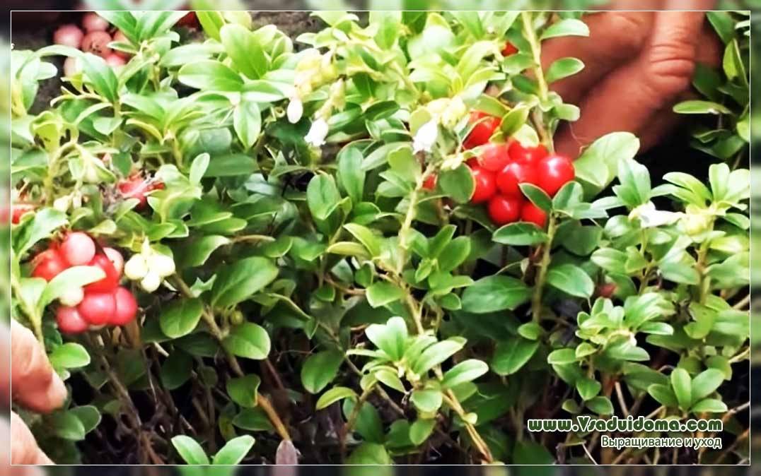 Сорт брусники красная жемчужина: особенности выращивания