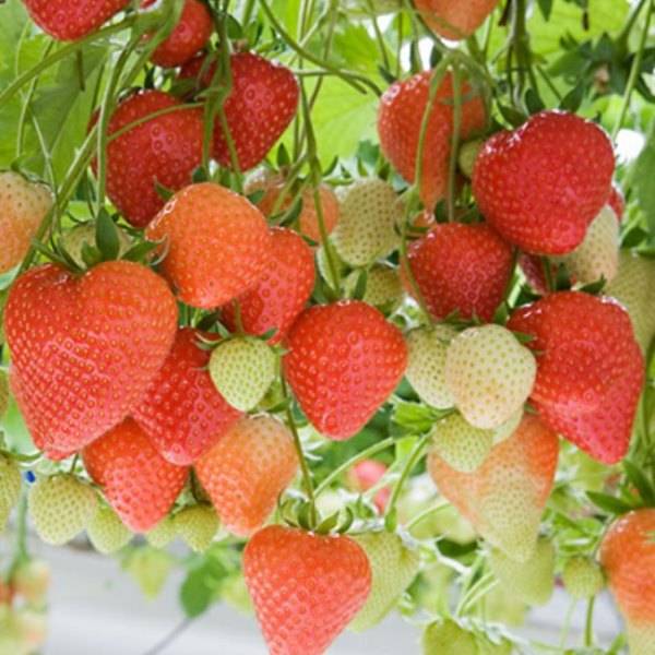 Клубника эльвира — ранний урожайный сорт, дающий до 1,2 кг ягод с куста