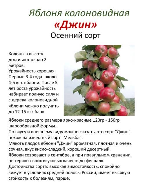 Колоновидная яблоня московское ожерелье (х-2): описание сорта, фото, отзывы, посадка и уход
