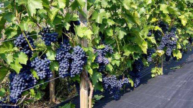 Виноград «зилга» — сверхранний морозостойкий сорт винограда