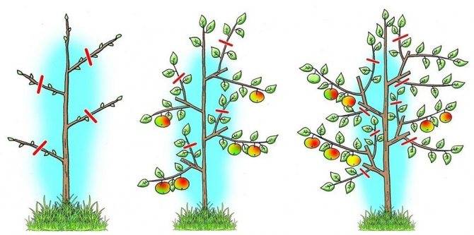 Почему не плодоносит колоновидная яблоня: что делать, чтобы заставить ее давать плоды