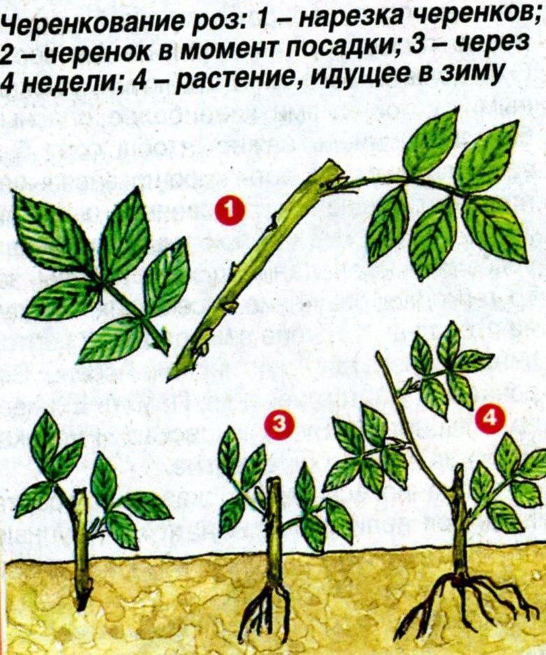 Выращивание вишни: сорта, уход, обрезка кроны, размножение