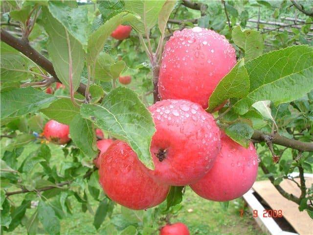 Яблоня малиновка декоративная- описание, советы по уходу, фото.