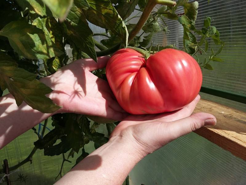 Выращиваем помидоры японский краб