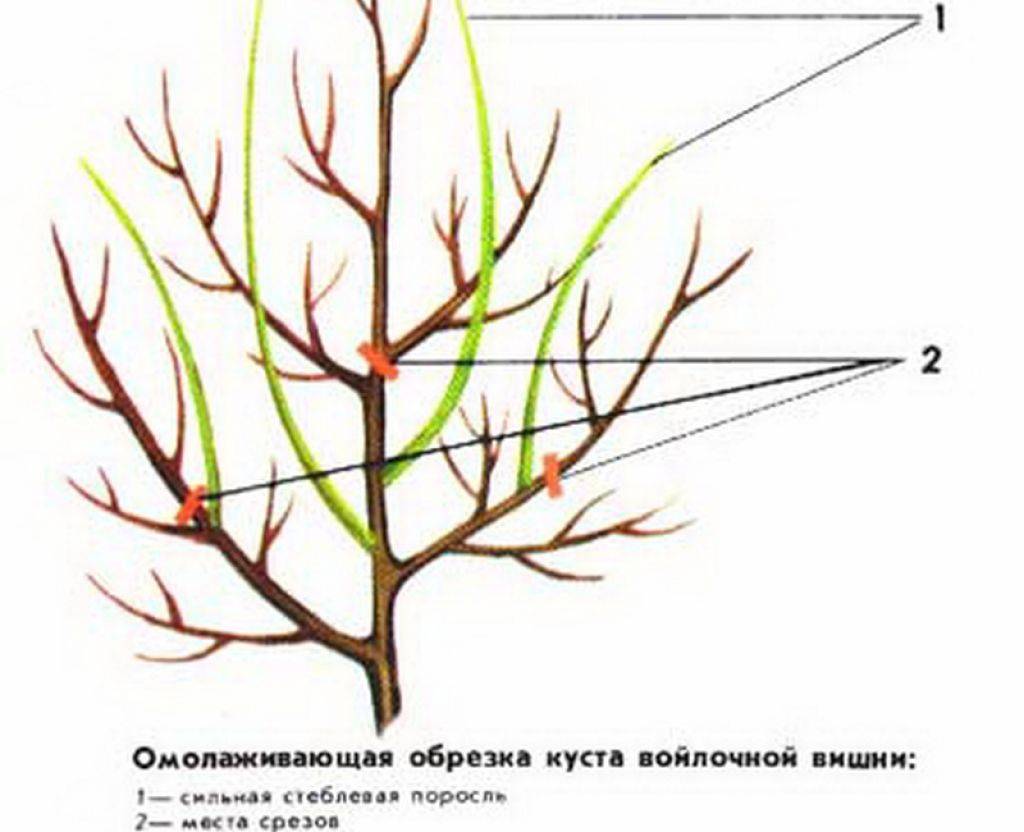 Войлочная вишня: посадка, уход и размножение в средней полосе