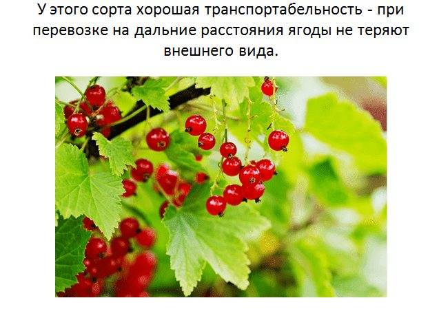 Сорт красной смородины мармеладница: описание и отзывы садоводов