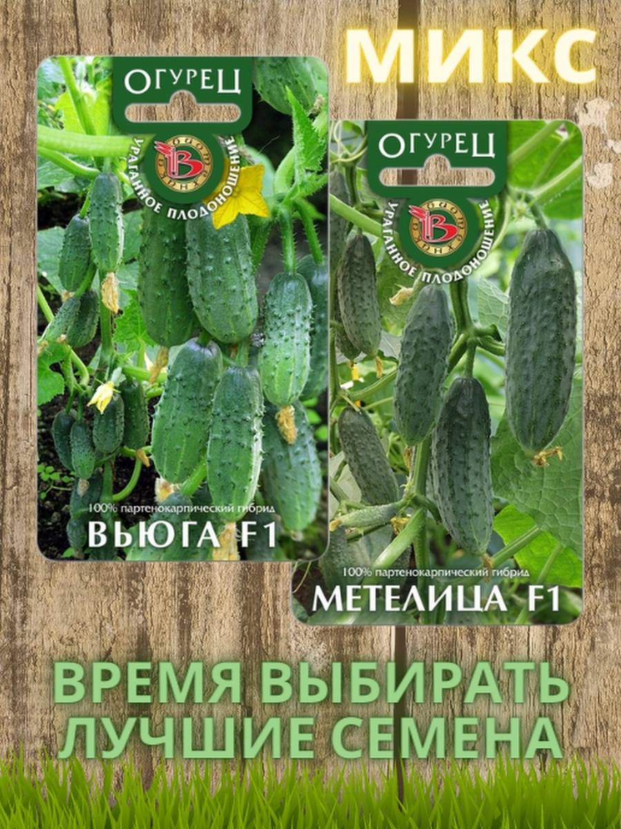 Огурец метелица f1: описание сорта, фото, посадка и уход за семенами от биотехники, урожайность, отзывы