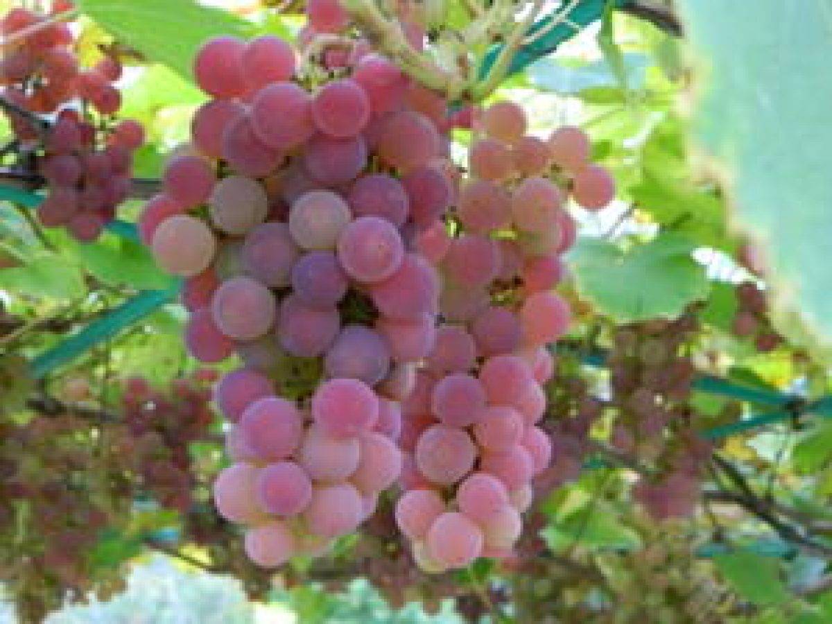 Виноград сорт тайфи: описание, правила посадки и способы ухода