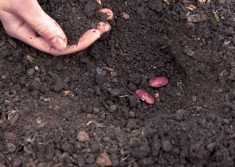 Как вырастить фасоль в открытом грунте, чтобы не остаться на бобах | садоводство24