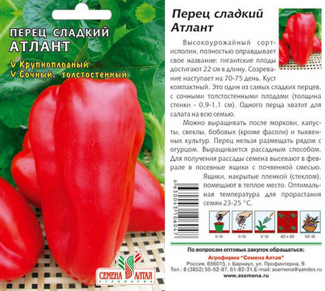 Характеристика крупноплодного болгарского перца сорта Атлант и его выращивание