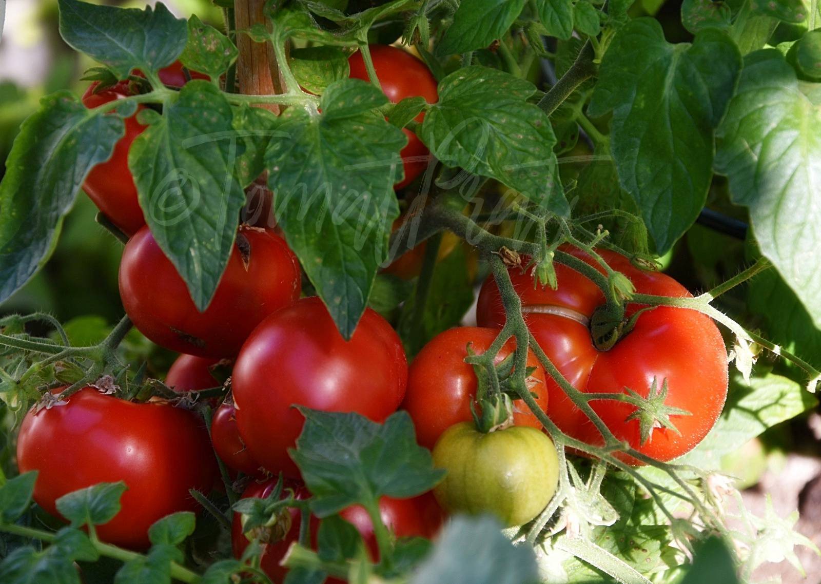 Сорта помидор для вологодской области: какие лучше сажать, фото