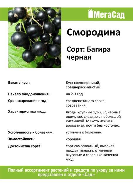 Смородина черный жемчуг: фото, описание сорта, отзывы