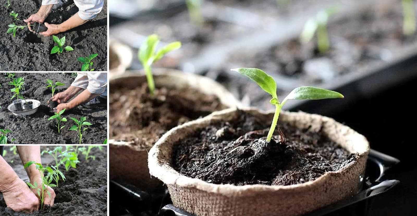 Выращивание перца в открытом грунте – технология и агротехника