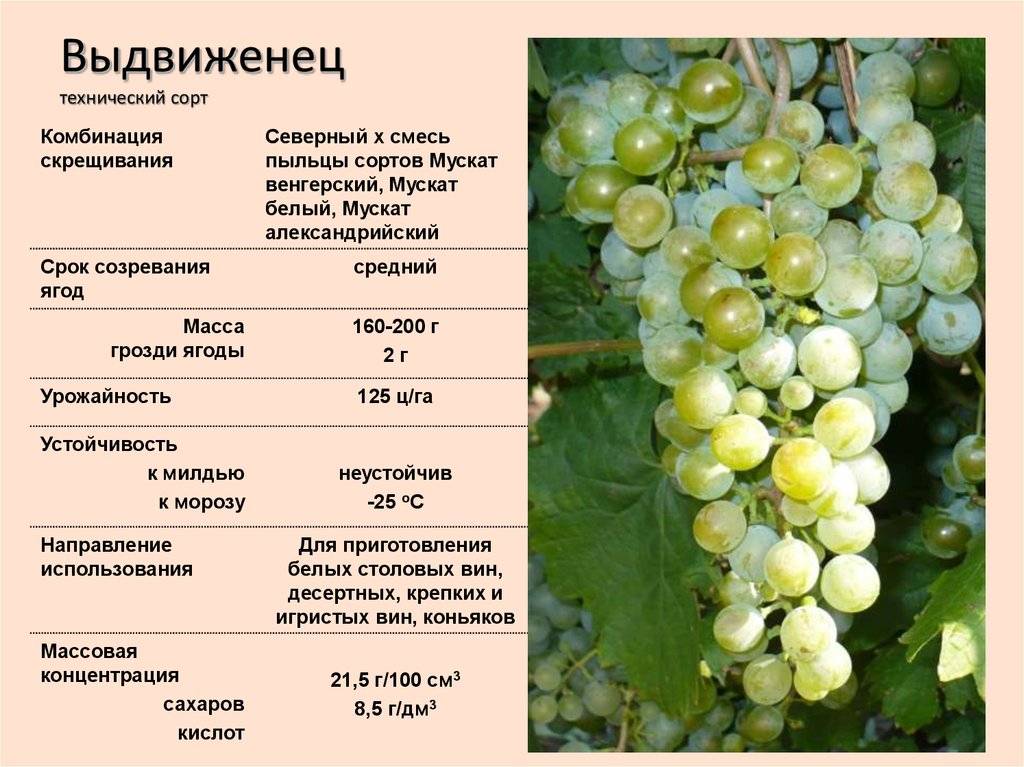 Виноград мускат: описание сортов, фото, выращивание и уход