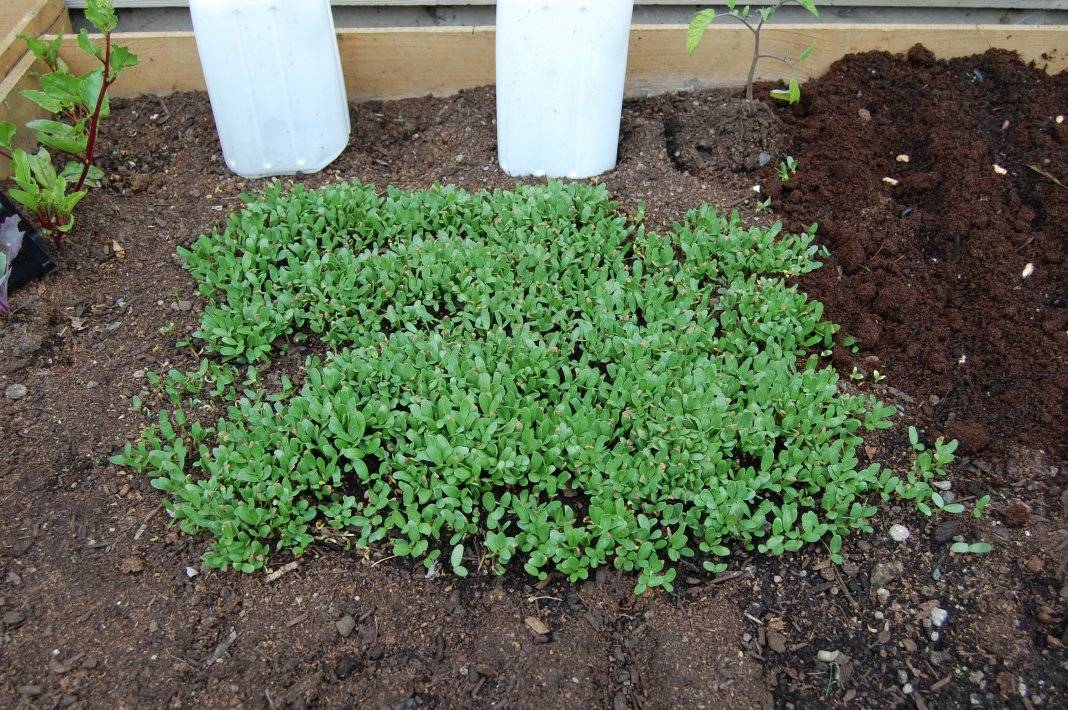 Травянистое садовое растение – чабер. как ухаживать и чем полезно?
