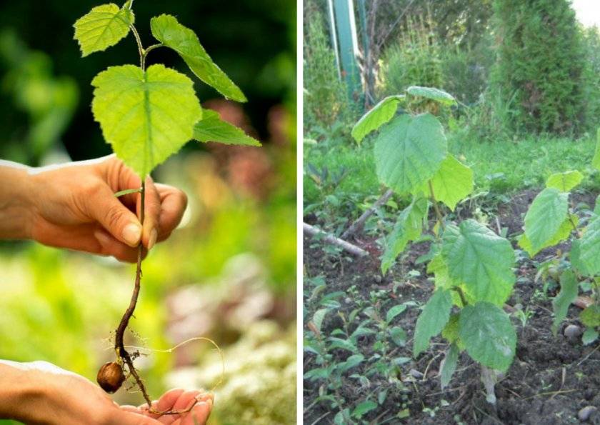 Выращивание фундука на дачном участке: нехитрые хитрости ухода за орешником. как вырастить фундук (лещину) на своем участке?