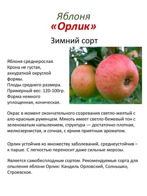 Характеристика сорта яблони солнышко