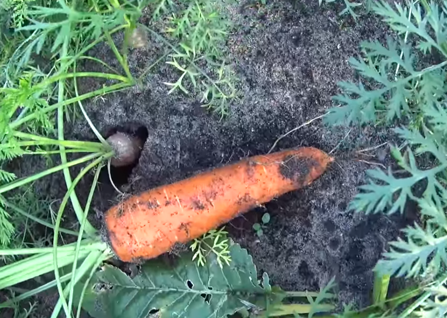 Подкормка моркови в открытом грунте: какими удобрениями и когда