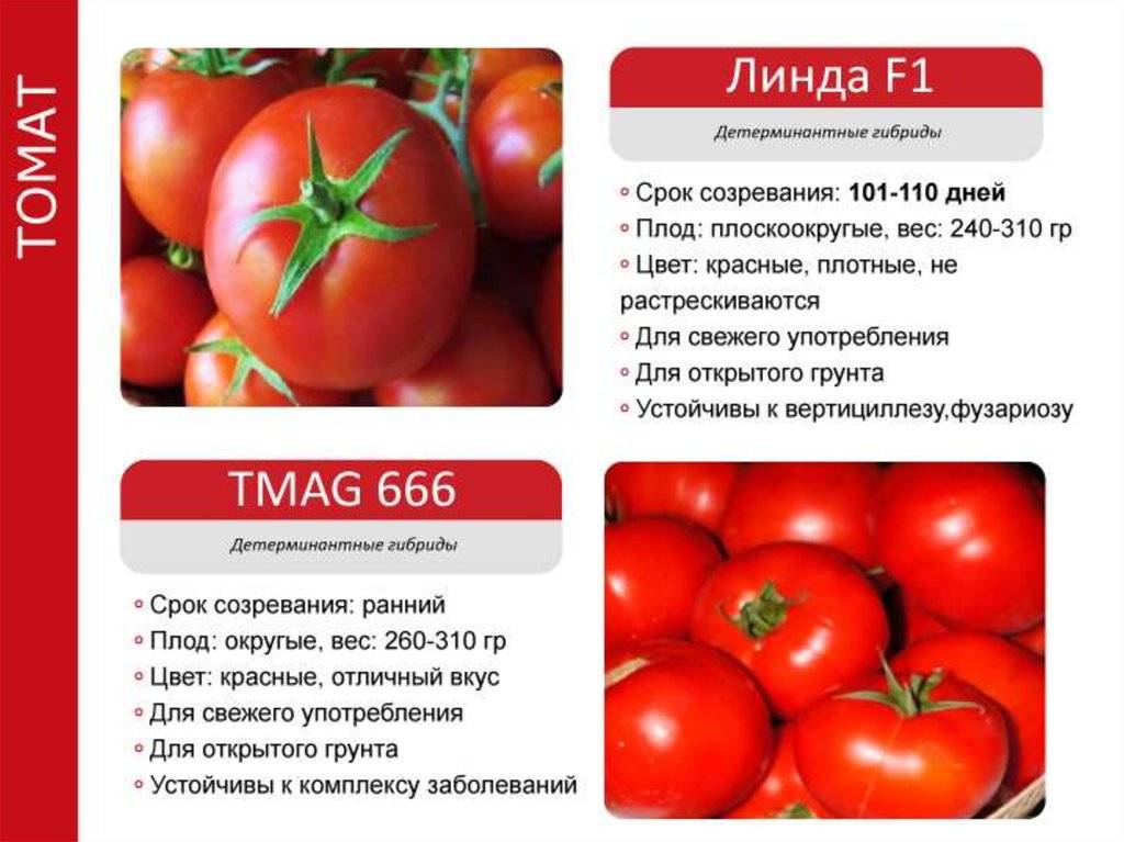 Стадии развития помидоров: рост овоща по фазам