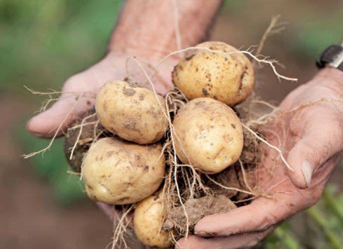 Выращивание картошки королева елизавета — что это за сорт?