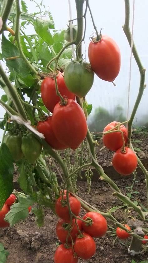 Характеристика томата африканская лиана, разновидности и выращивание сорта