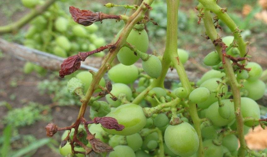 Серая гниль винограда – сайт о винограде и вине
