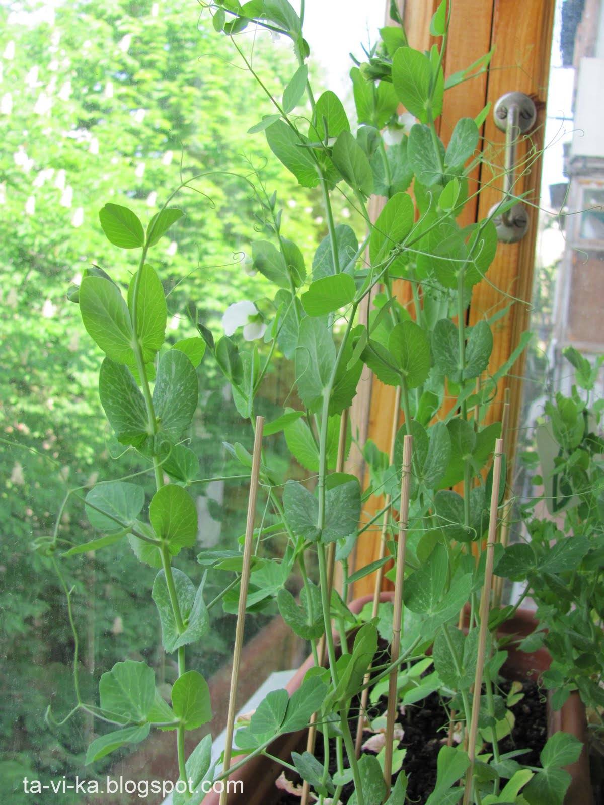 Выращивание овощного гороха на балконе и лоджии - огород в квартире - выращивание растений