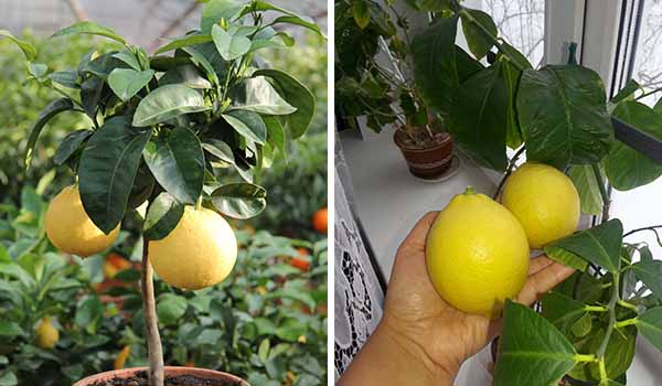 Как растет фрукт помело, где его выращивают