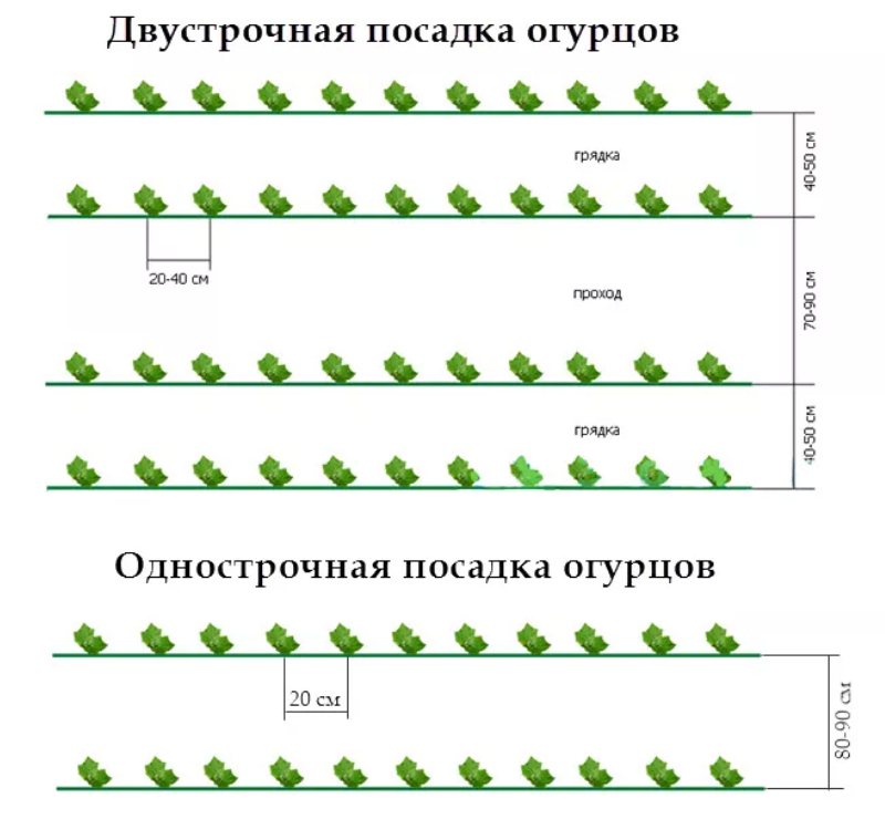 Схема посадки кукурузы сахарной в открытом грунте